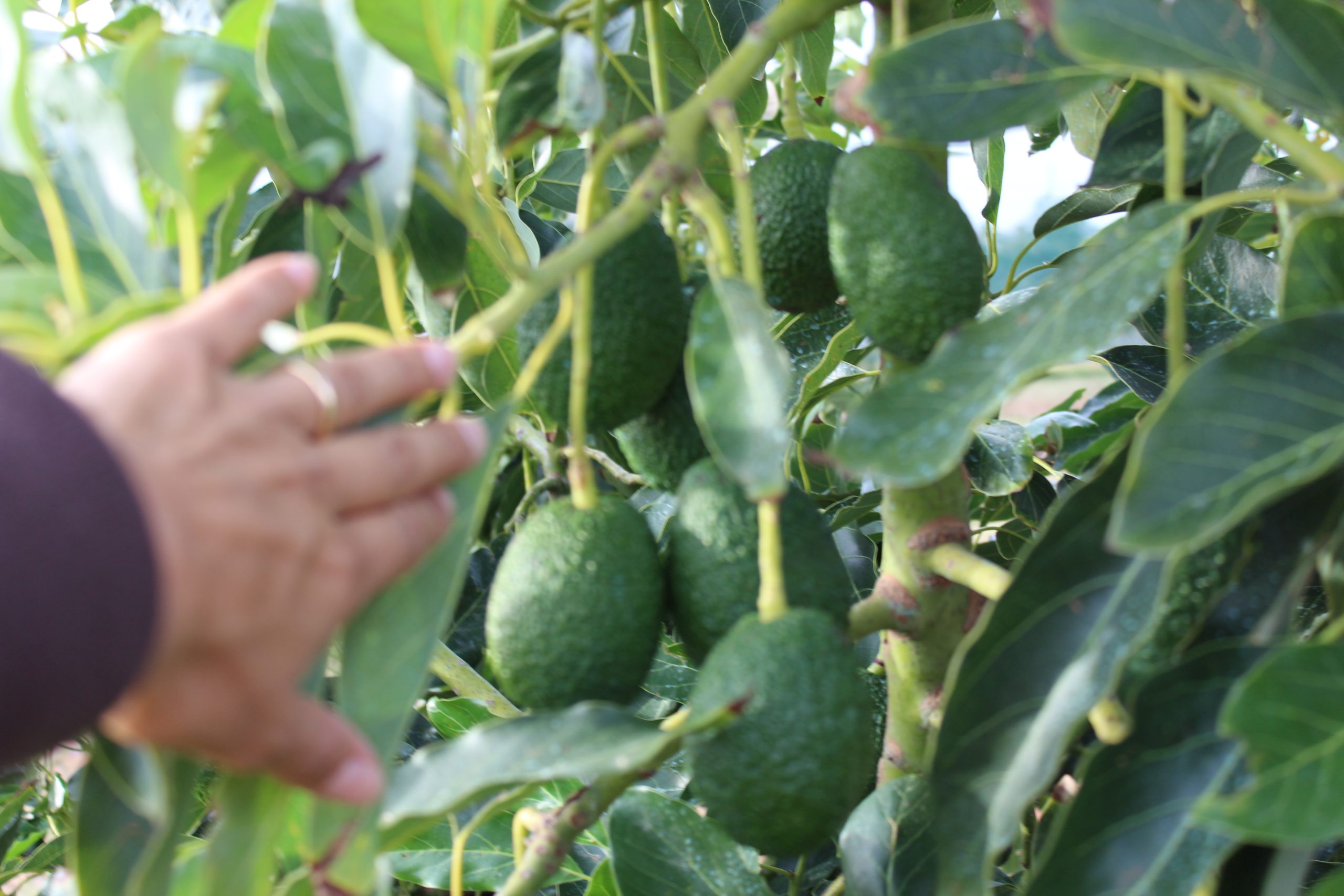 Coltivazione vendita avocado salento puglia soleto Goldenbrown sas