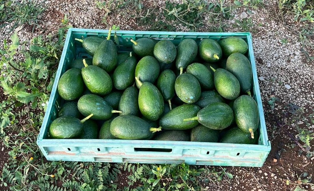 Coltivazione vendita avocado salento puglia soleto Goldenbrownsas