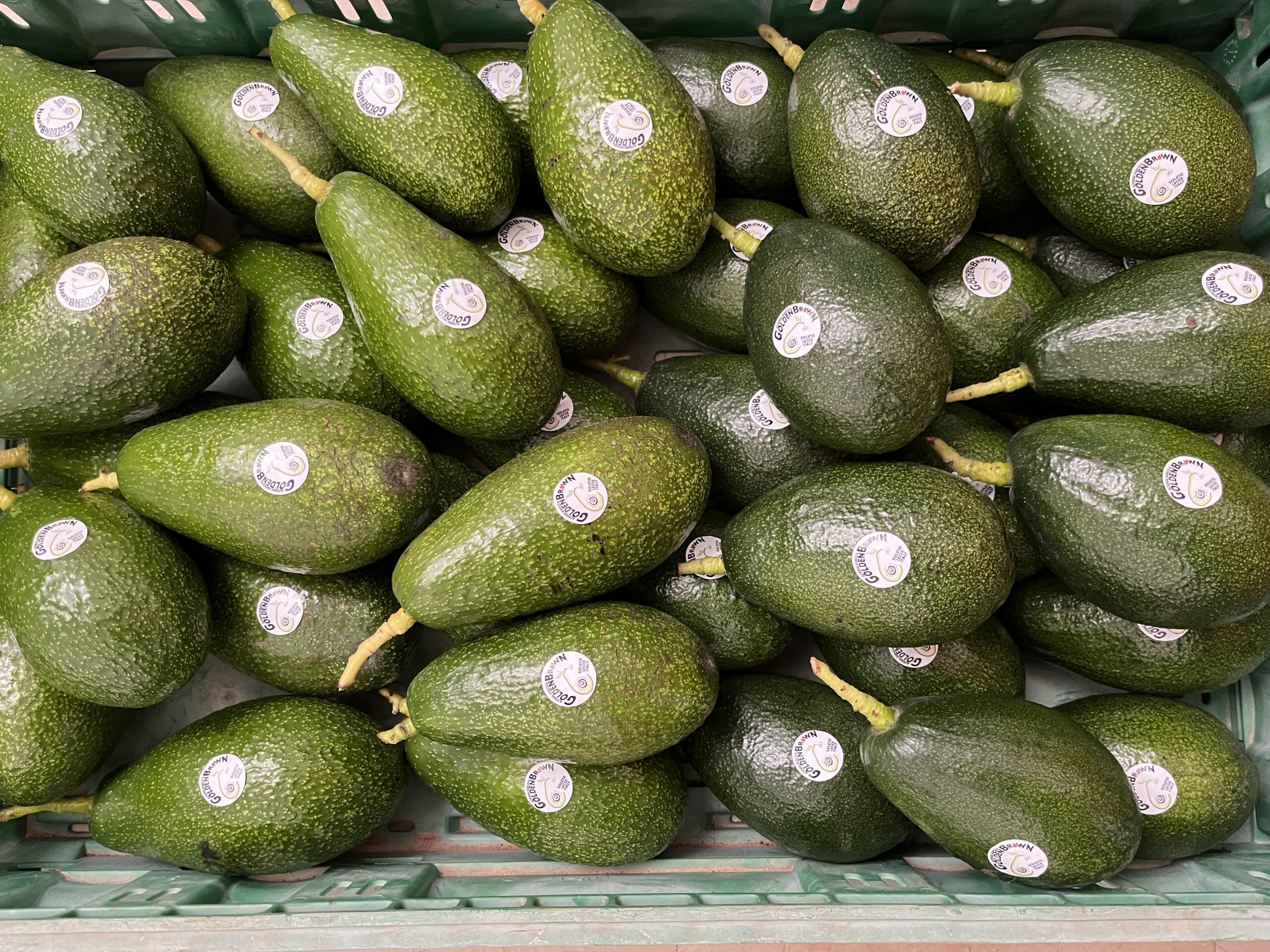 Coltivazione vendita avocado salento puglia soleto